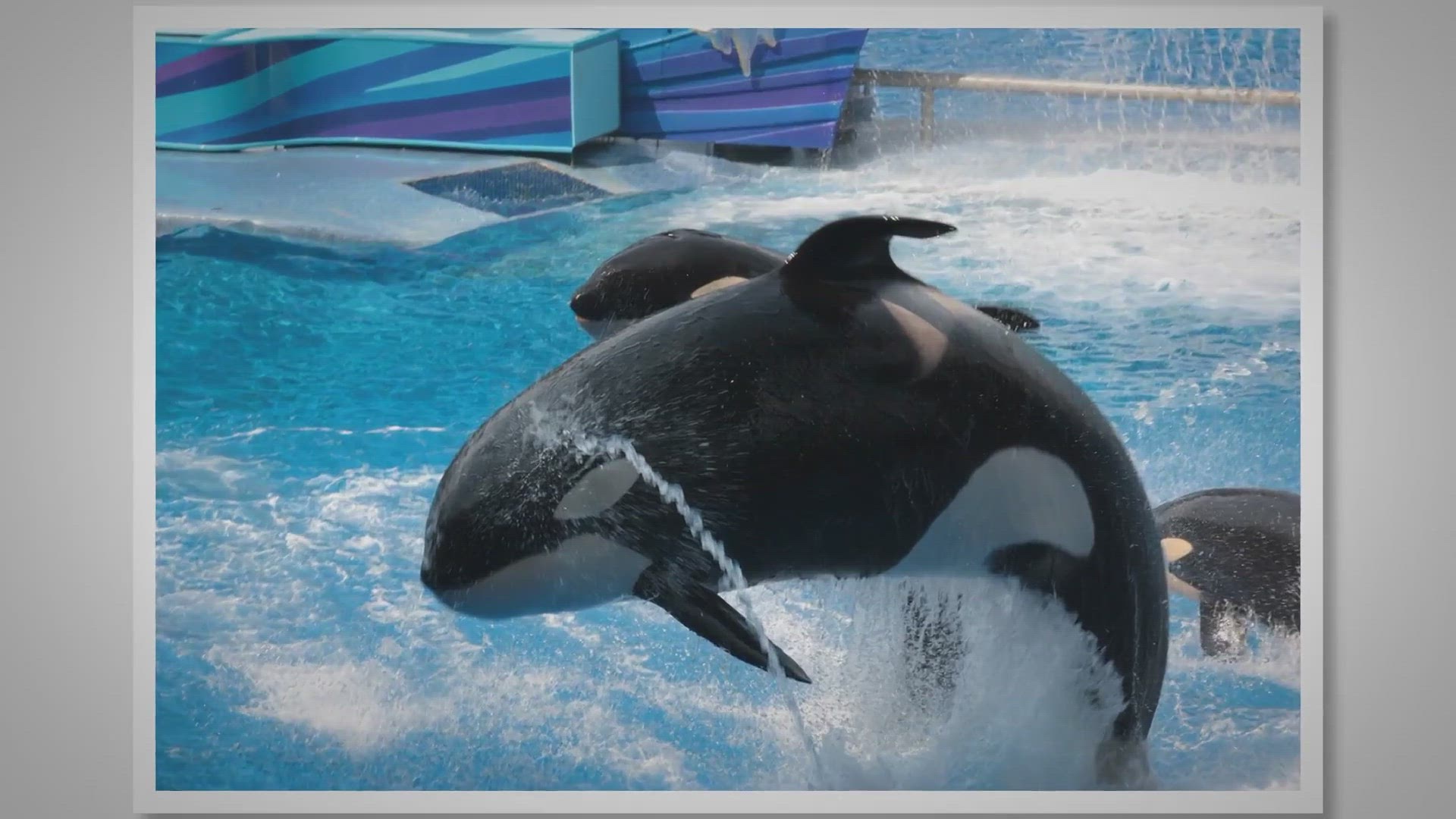 Video thumbnail for SeaWorld Itinerary: The Perfect 1-Day Park Itinerary