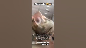 'Video thumbnail for Dont do this to #cats !😰😸bite their owners 😱😥😱#shorts'