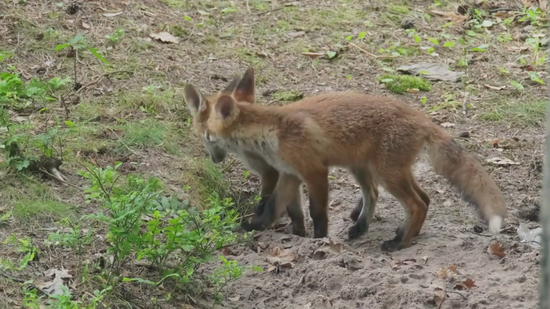 'Video thumbnail for Red Fox Babies'