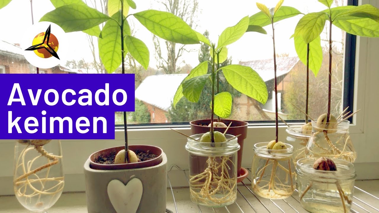 'Video thumbnail for Avocadokern keimen lassen & einpflanzen'