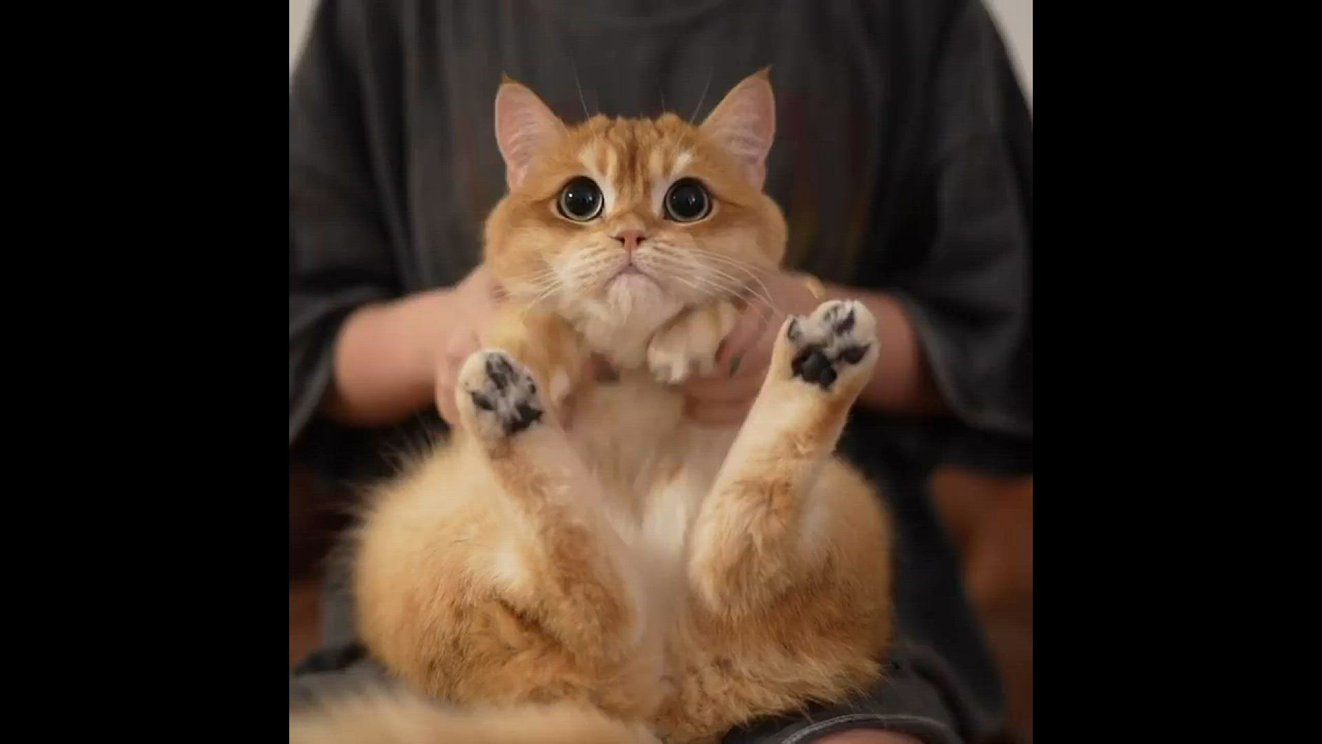 Video thumbnail for Pisco el gato de ojos grandes que parece un gato con botas de la vida real