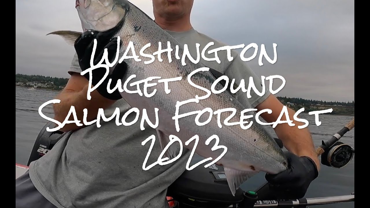 Puget Sound Pinks - American AnglerAmerican Angler