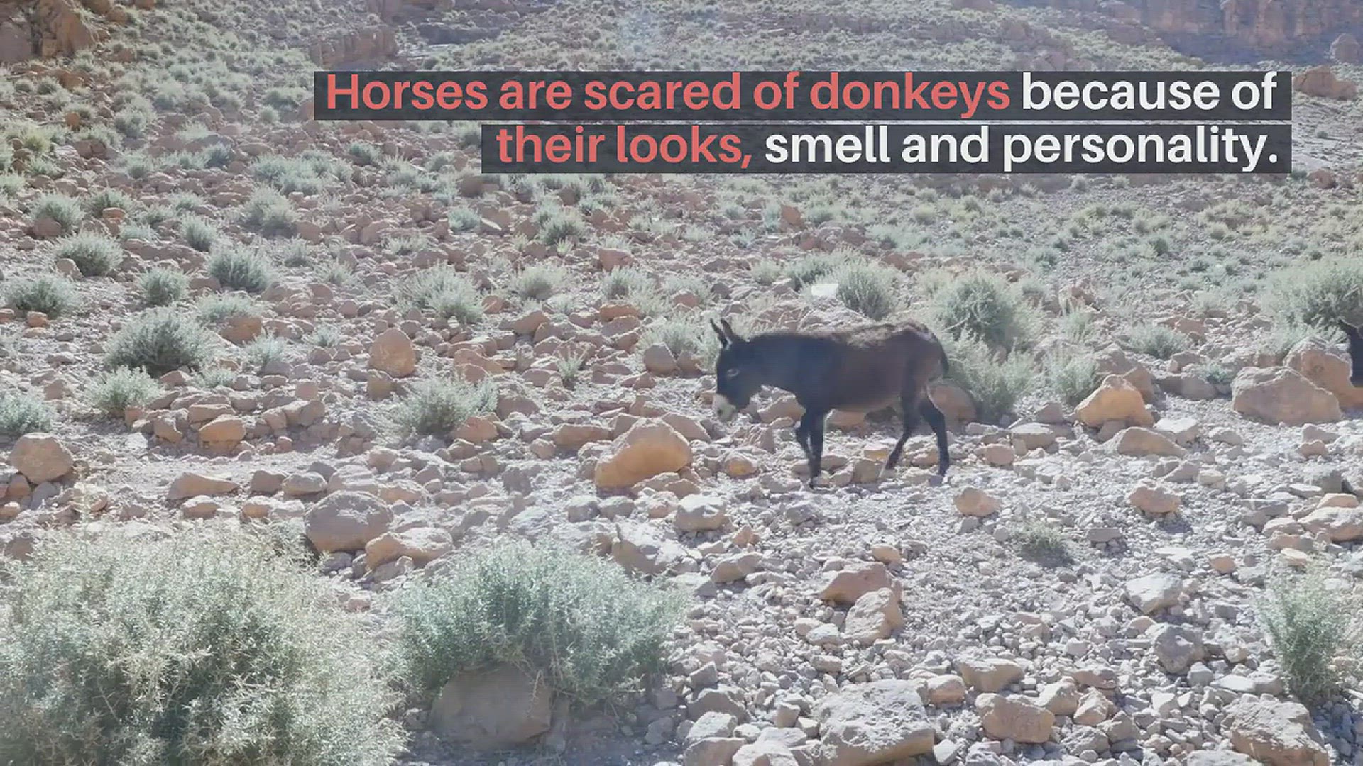 'Video thumbnail for What Are Horses Scared of'