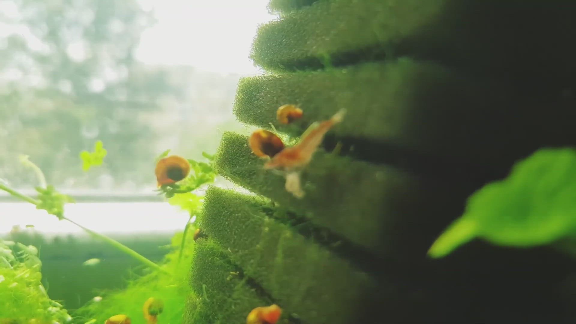 'Video thumbnail for Nano Planted tank'