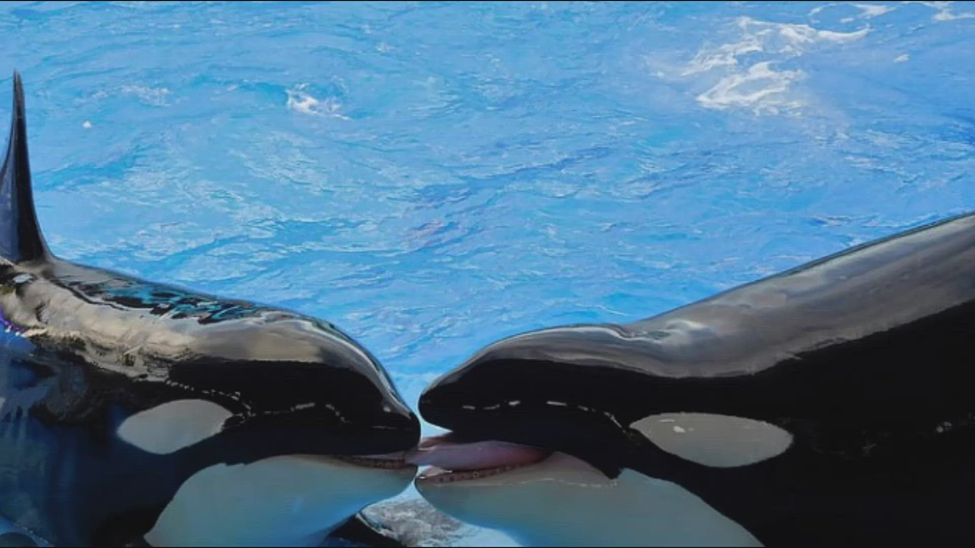 'Video thumbnail for orca whales florida'