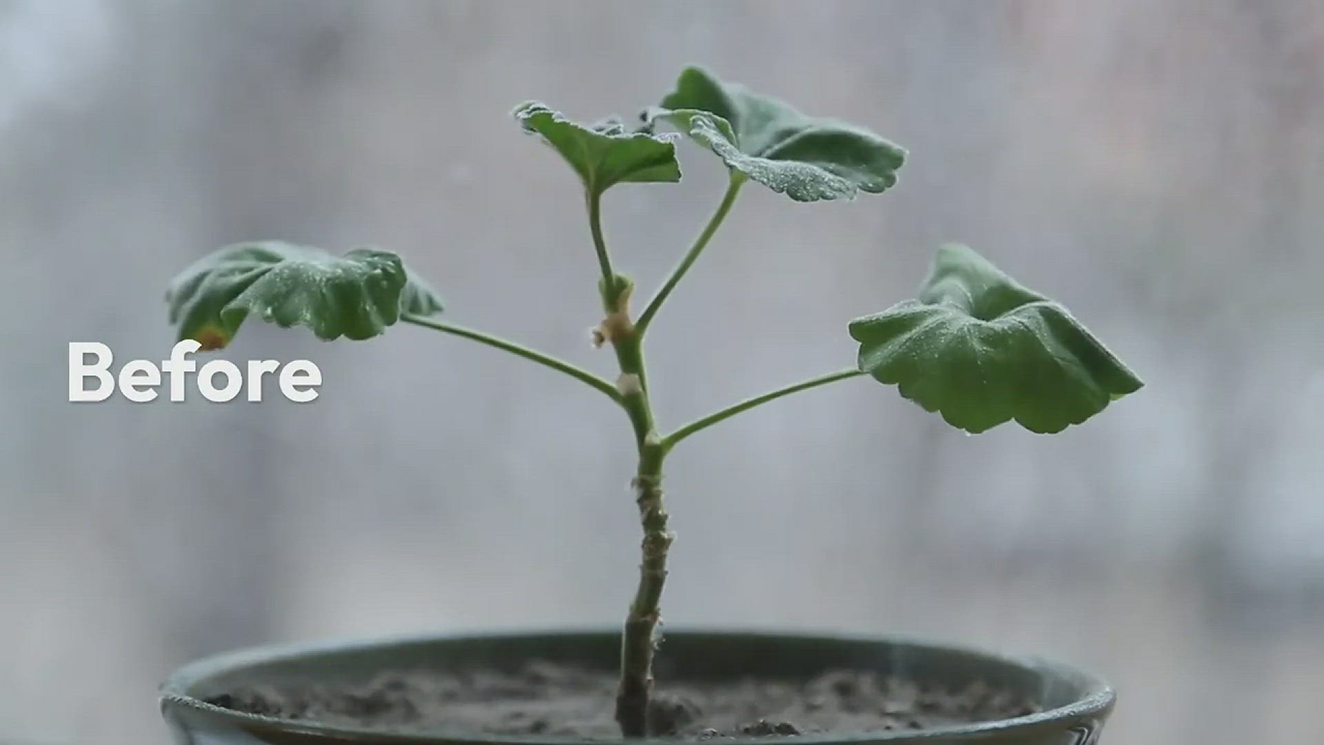 Video thumbnail for Tropical Plants Misting