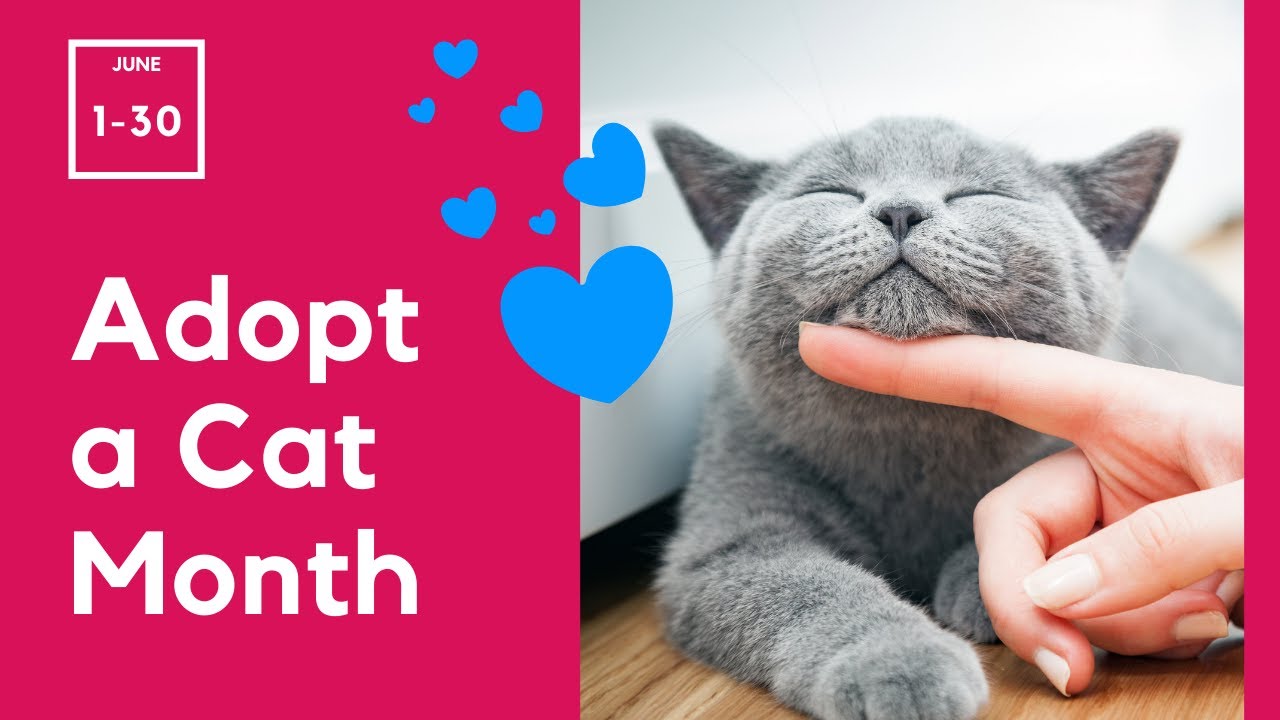 Video thumbnail for Adopt a Cat Month - June