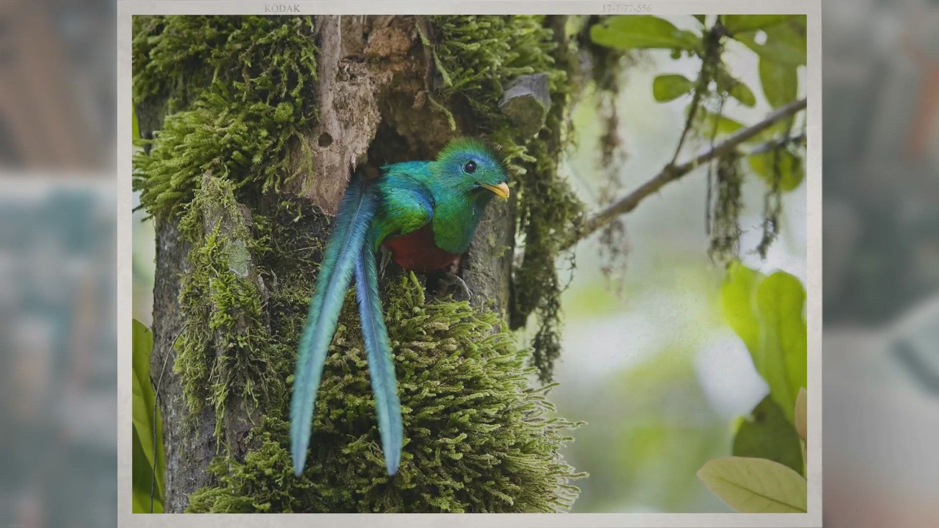 Video thumbnail for 13 Facts About El Quetzal in Guatemala
