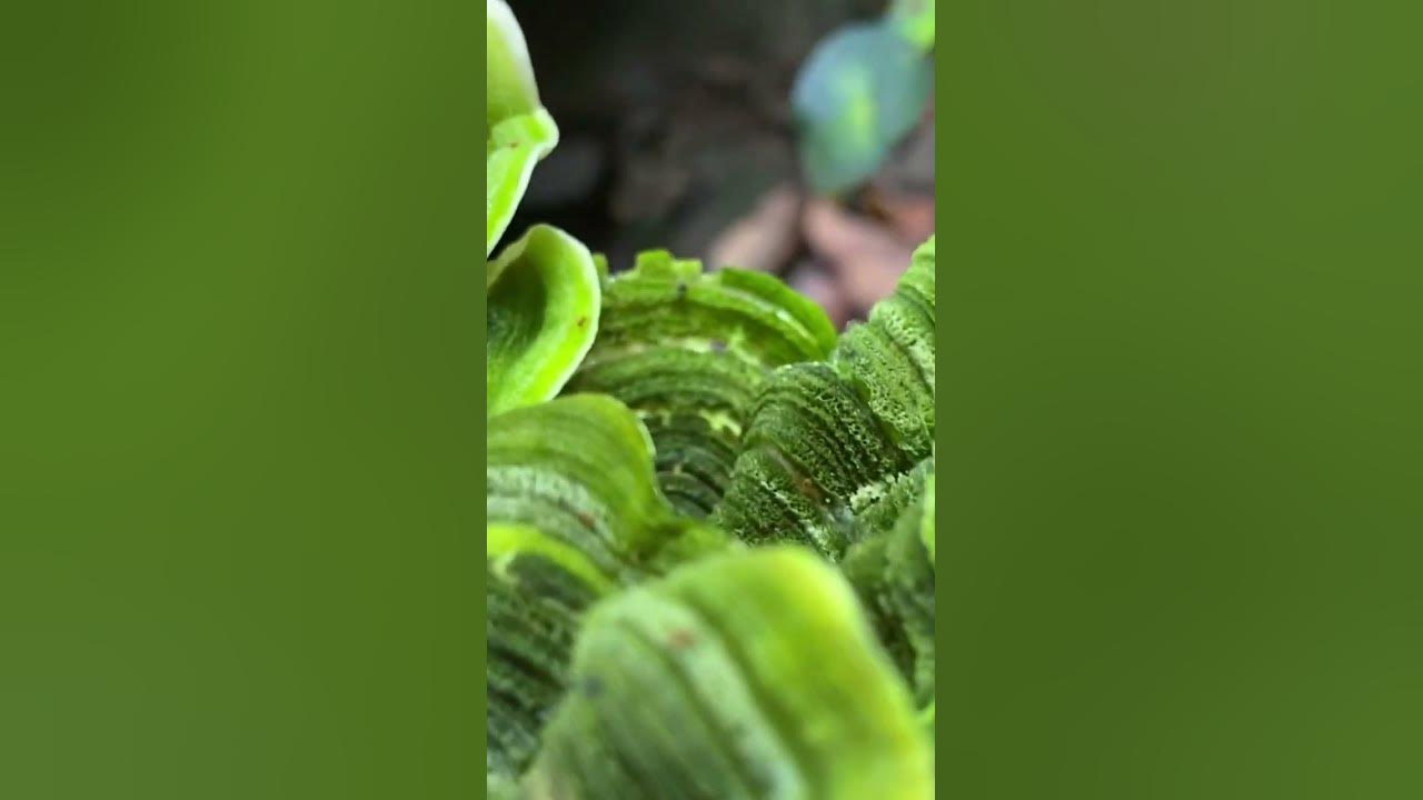'Video thumbnail for Amazing green mushroom'