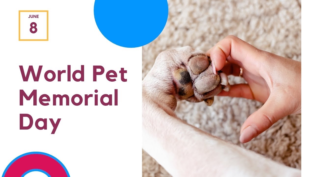 Video thumbnail for World Pet Memorial Day: Remembering Our Beloved Pets