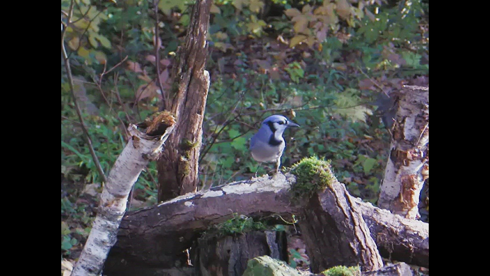 'Video thumbnail for Backyard Photo studio'