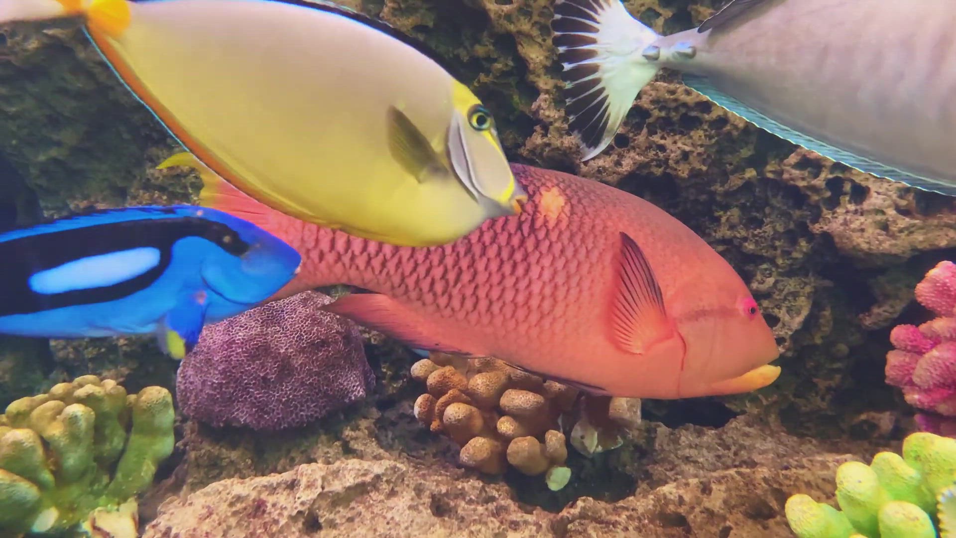 'Video thumbnail for Gold spot wrasse'