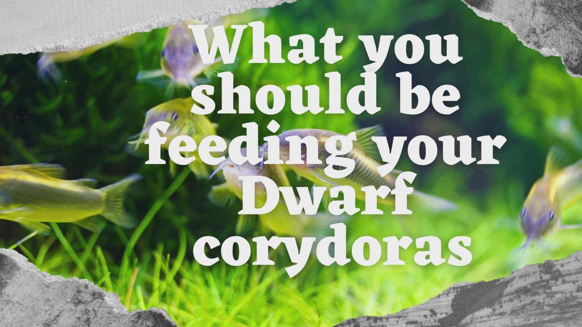 'Video thumbnail for What you should be feeding your dwarf corydora'