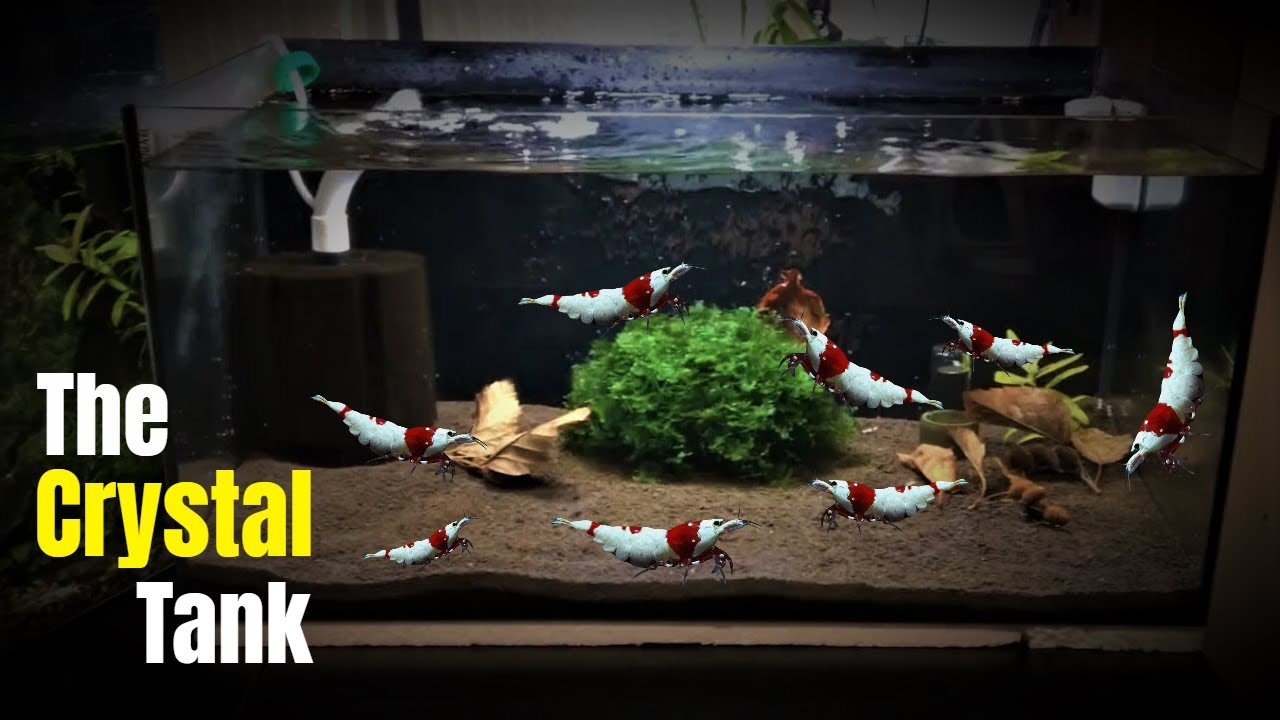 'Video thumbnail for How to Set Up a Crystal Red Shrimp Tank With ADA Amazonia'