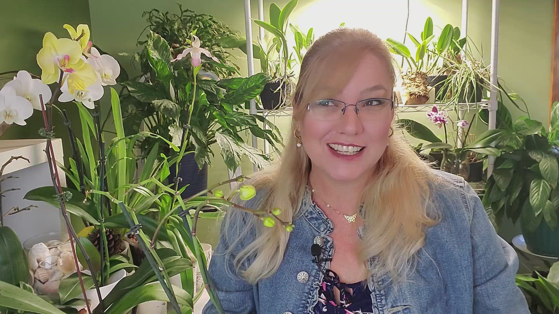 My Miltoniopsis Ananda Apple 'Fioretta' in full bloom. Unfortunately, a  toddler was responsible for the casualties of two buds and a spike 😭 :  r/orchids