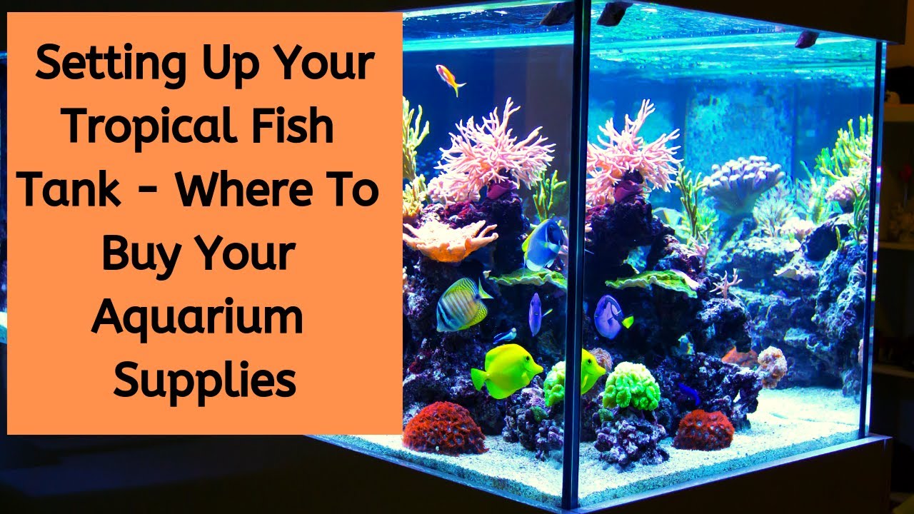 Video thumbnail for Setting Up Your Tropical Fish Tank | Setting Up A Tropical Freshwater Aquarium