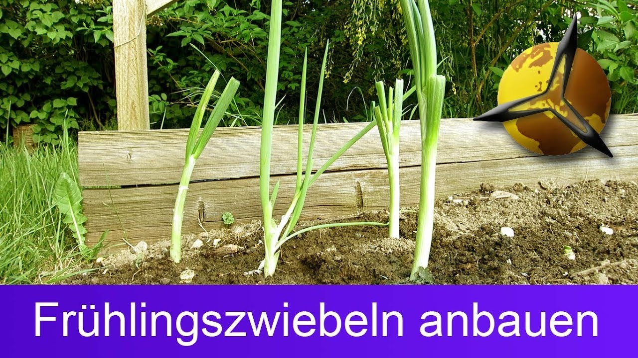 'Video thumbnail for Frühlingszwiebeln anbauen / nachwachsen lassen'