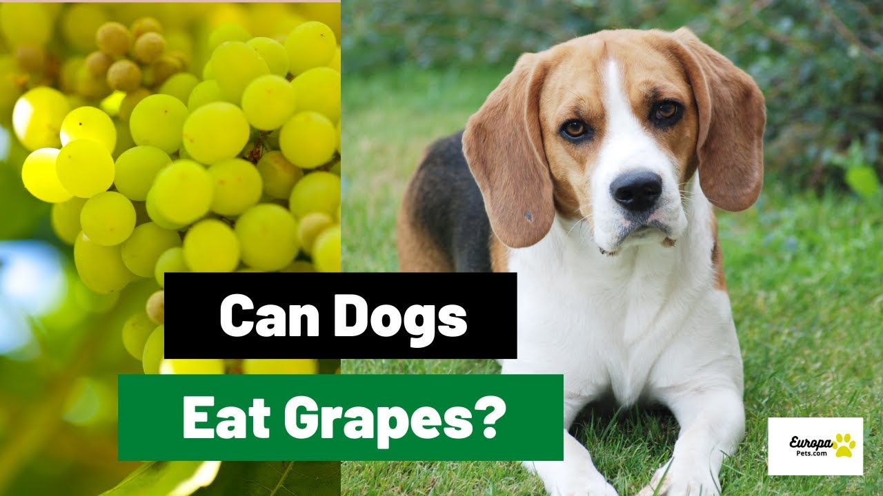 Video thumbnail for Can Dogs Eat Grapes? | Dog Food Tips