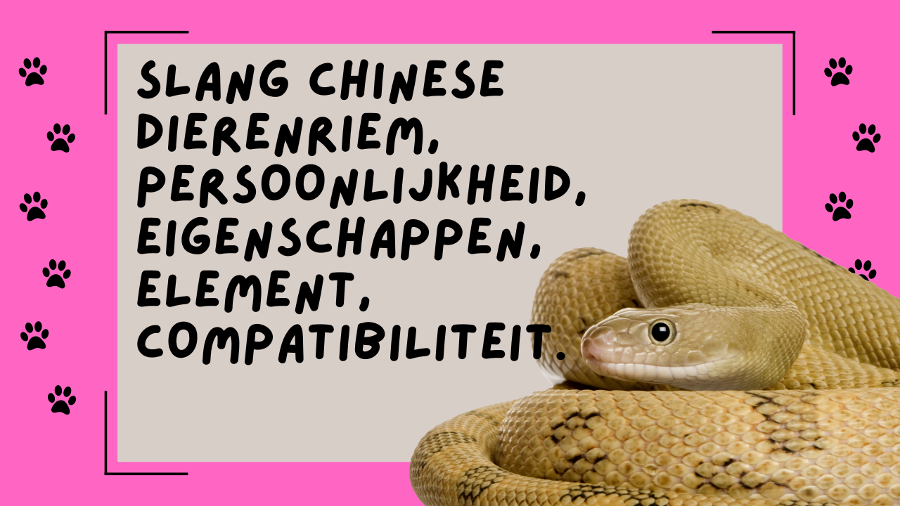 Video thumbnail for Slang chinese dierenriem, persoonlijkheid, eigenschappen, element, compatibiliteit.