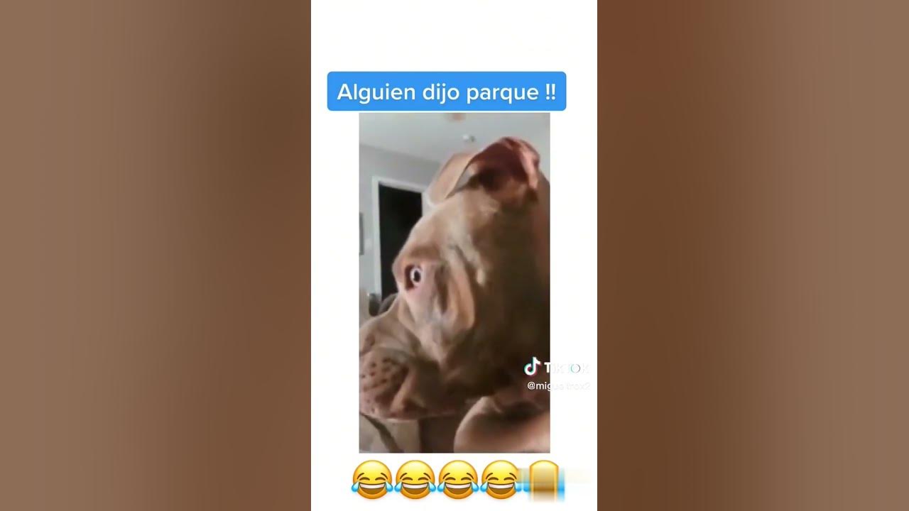 'Video thumbnail for #Perros #gatosgraciosos 😶‍🌫️🙀😻😱😹😂 #shortsfeed'