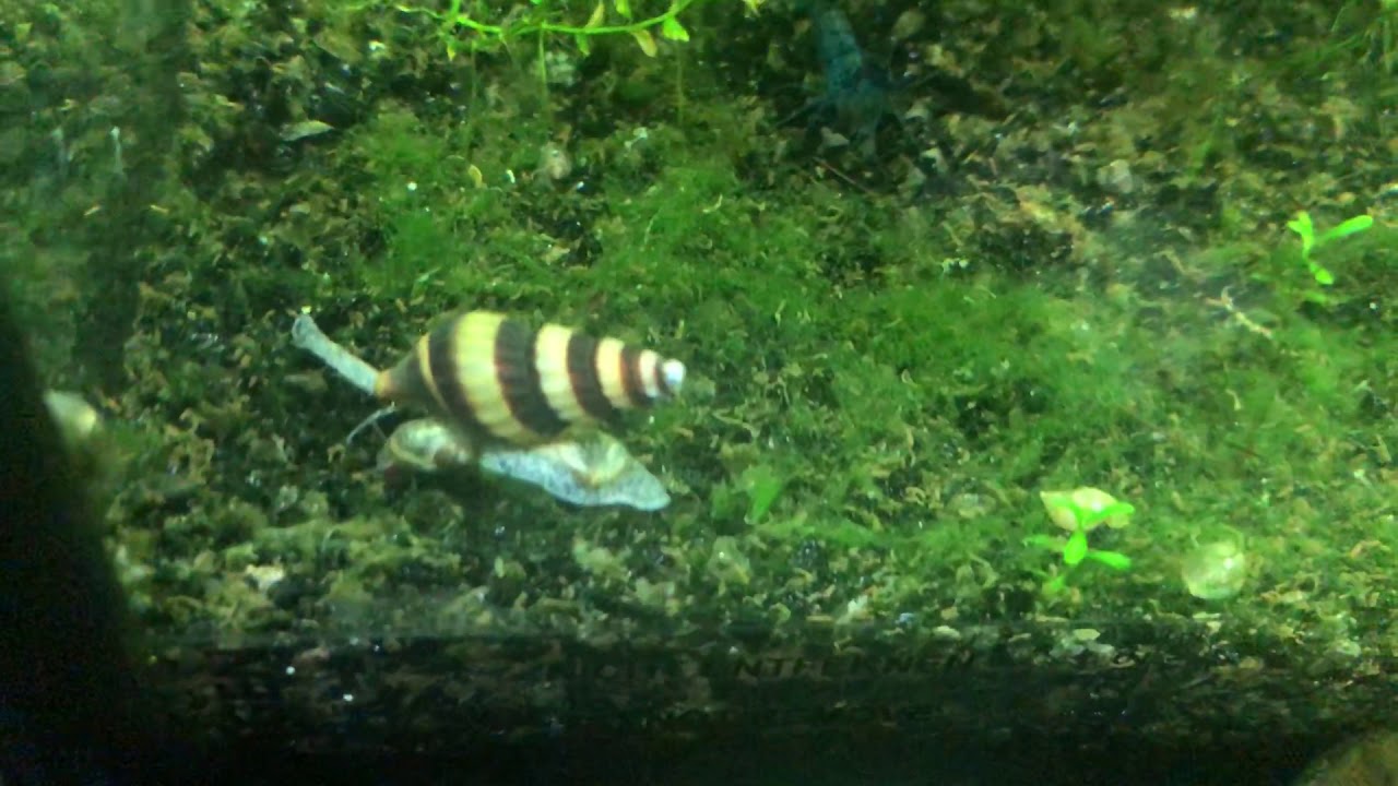 'Video thumbnail for Assassin snail with a bladder snail'