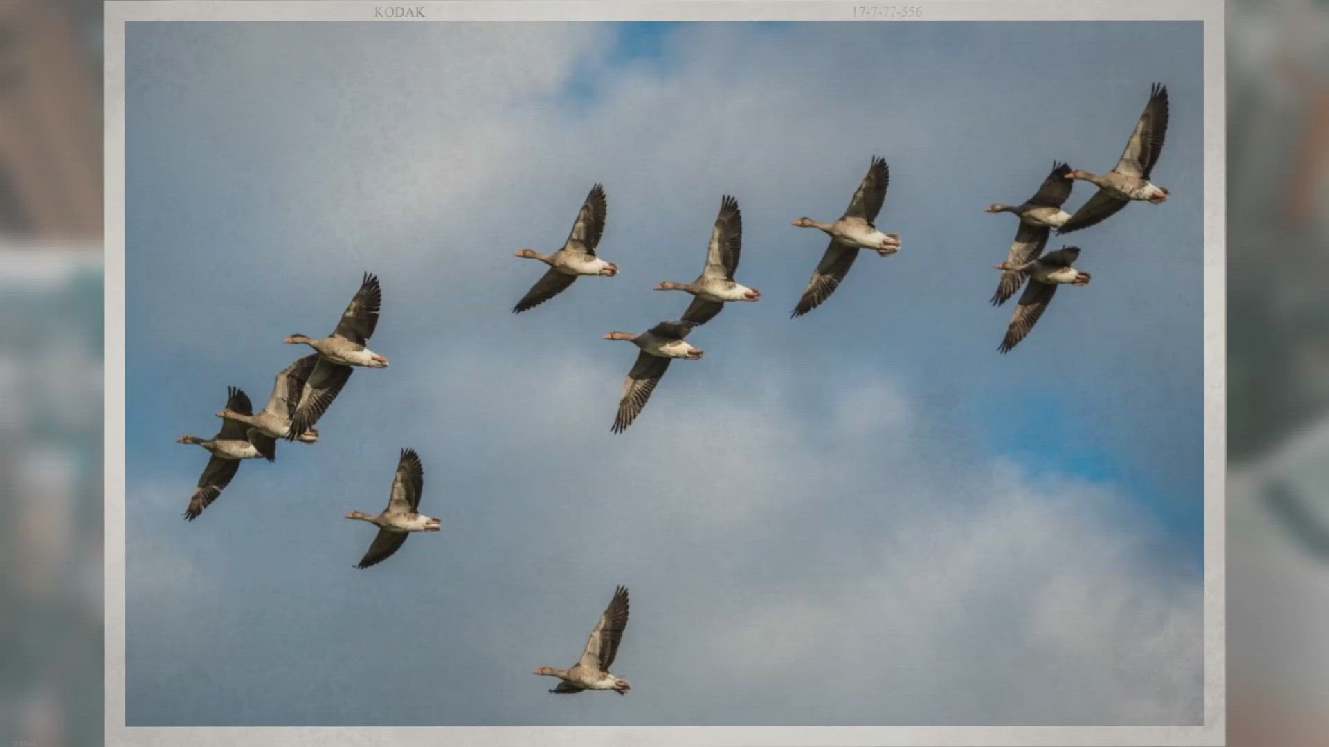 Video thumbnail for Why Do Geese Honk?