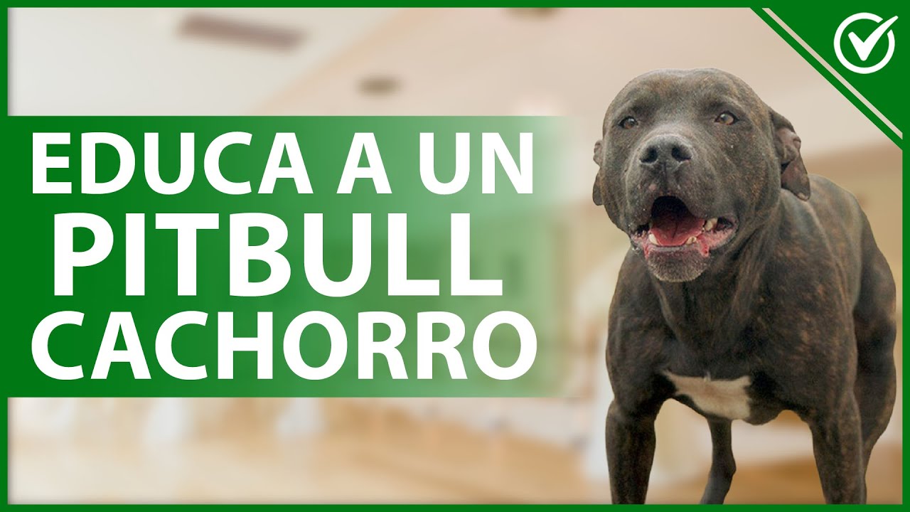 Video thumbnail for 🐶 ¿Cómo puedes EDUCAR a un perro raza PITBULL desde que es un CACHORRO? 🐶