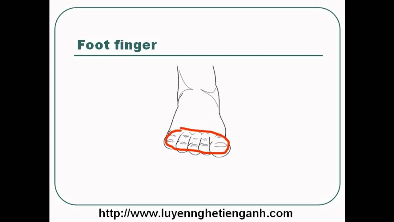 'Video thumbnail for Learn English Vocabulary Through Pictures - Topic - Human Body Lesson 01'