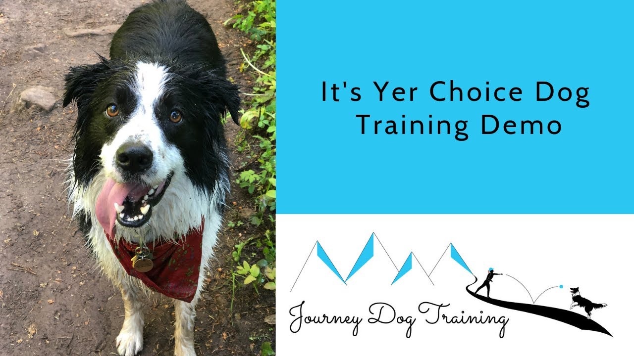 'Video thumbnail for It's Yer Choice Dog Training Demo | Journey Dog Training'