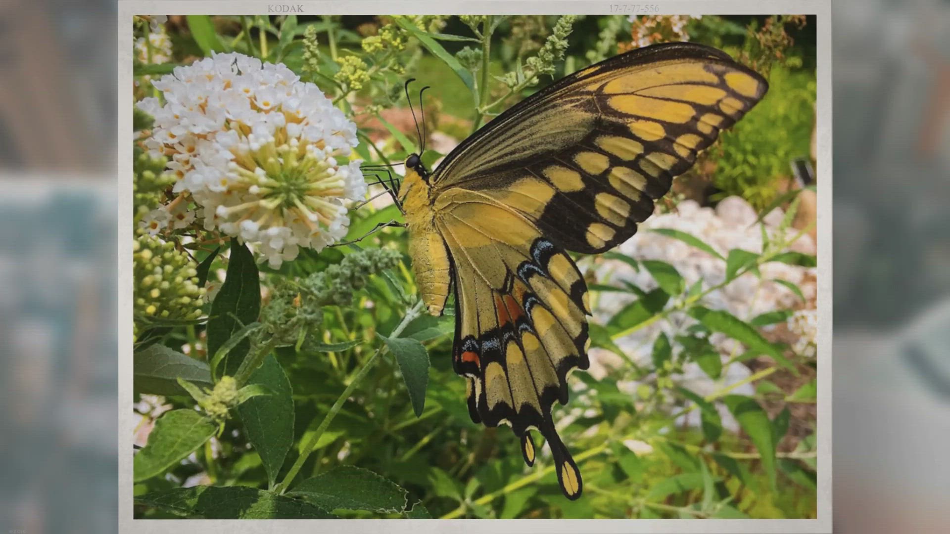 'Video thumbnail for Creating a wildlife friendly garden (7 simple steps)'