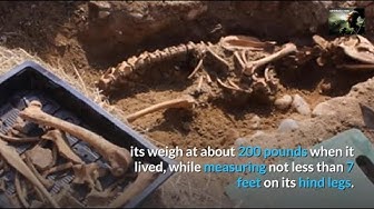 'Video thumbnail for 7 Feet Tall Hellhound Skeleton Unearthed Near Monastery in UK'