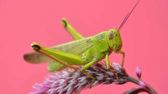 'Video thumbnail for Do It Yourself Pest Control'