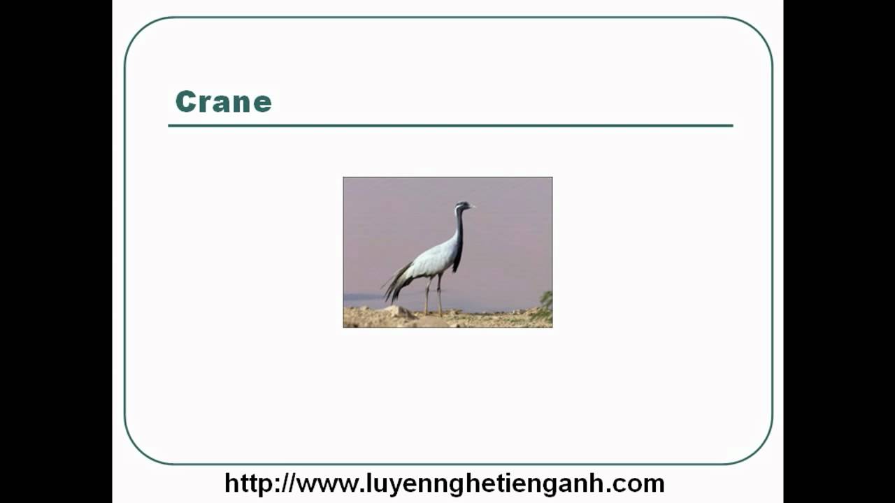 'Video thumbnail for Learn English Vocabulary Through Pictures - Topic - Animals Lesson 06'