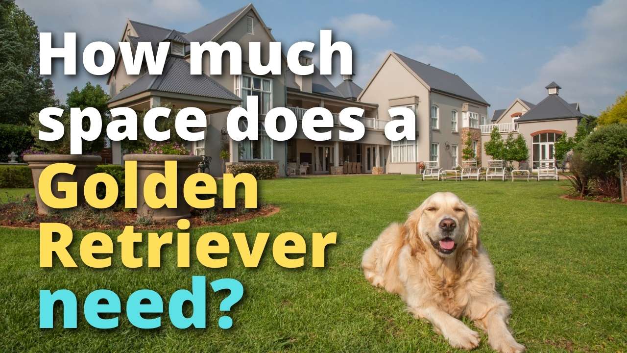 how much space does golden retriever need?