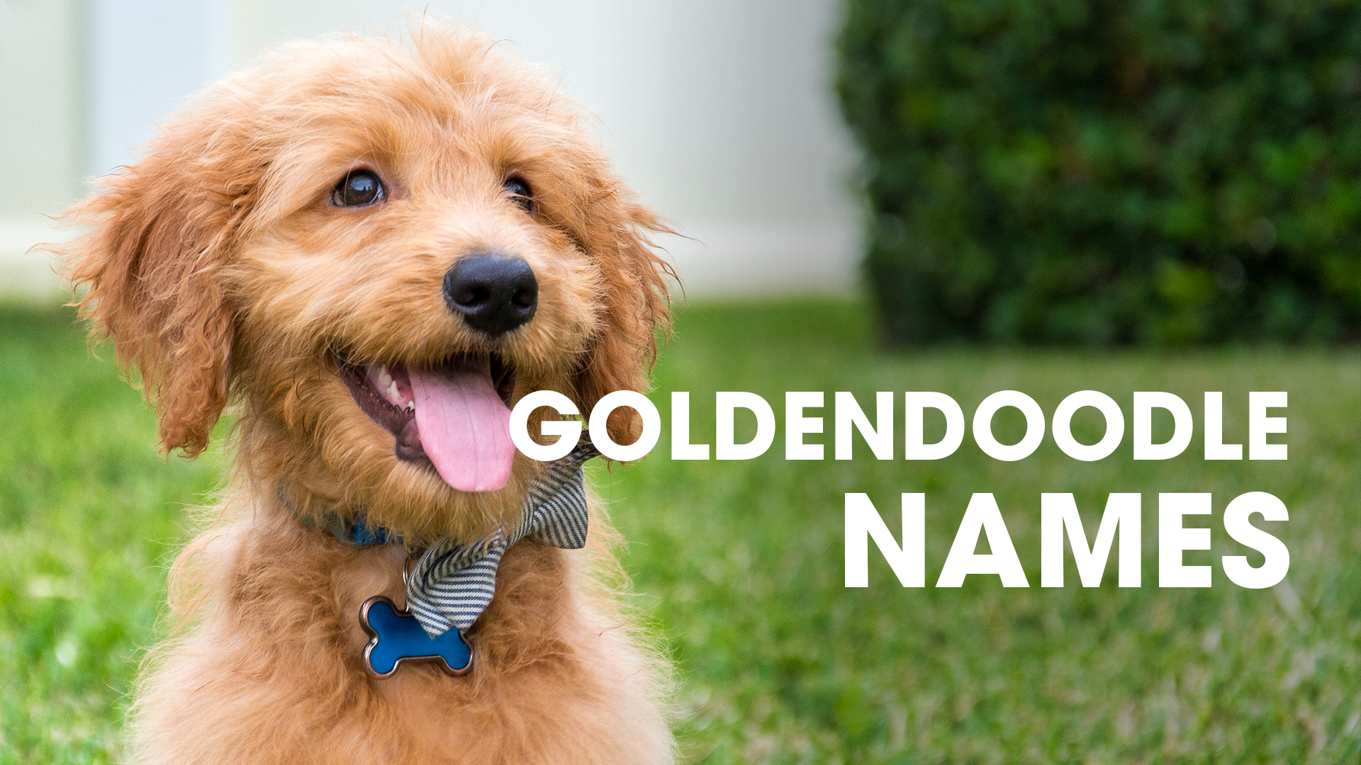30+ Creative Nicknames for Riley — Find Nicknames