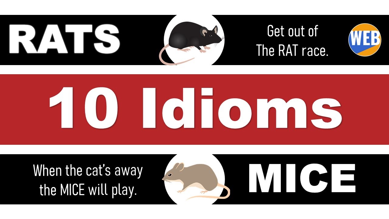 'Video thumbnail for Learn 10 Idioms with 🐀Rats and 🐁Mice (Are they different?)'