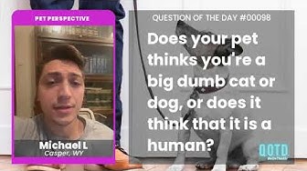 Video thumbnail for Michael's cat tricks him and orders him around, like he's a stupid ol' cat himself!