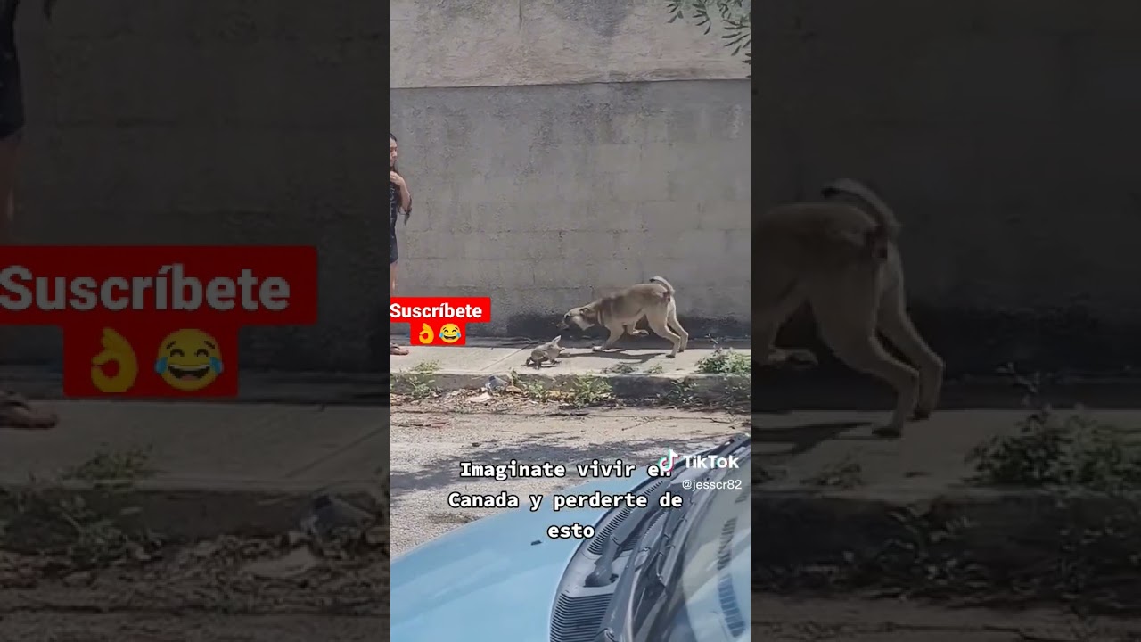'Video thumbnail for Imagínate vivir en África y perder esto👌😁🤣🤣🤣#shorts #shortsfeed #funnyvideo'
