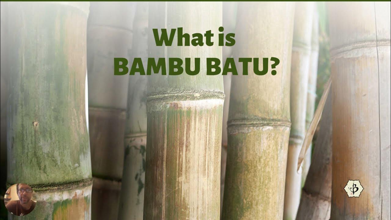'Video thumbnail for What is Bambu Batu?'