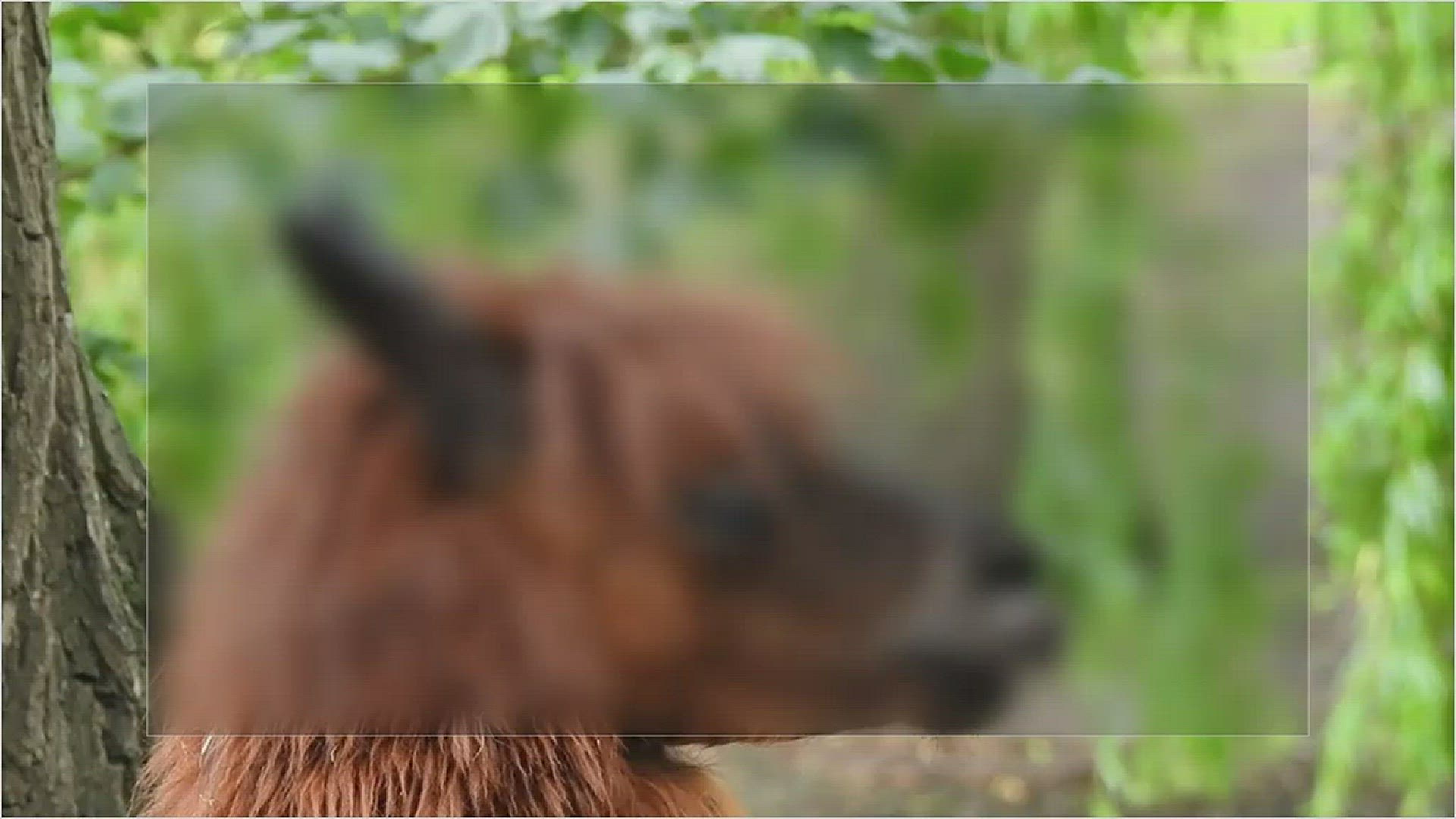 'Video thumbnail for Are Alpacas Dangerous'