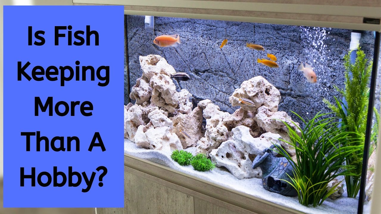 Video thumbnail for Fish Keeping Is More Than A Hobby | Fish Keeping Is A Way Of Life
