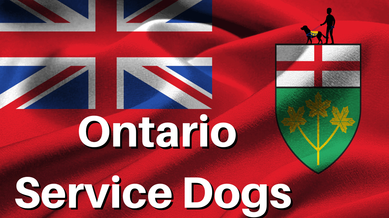 Video thumbnail for Service Dogs Ontario