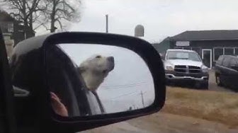 'Video thumbnail for Puppy going for a drive'