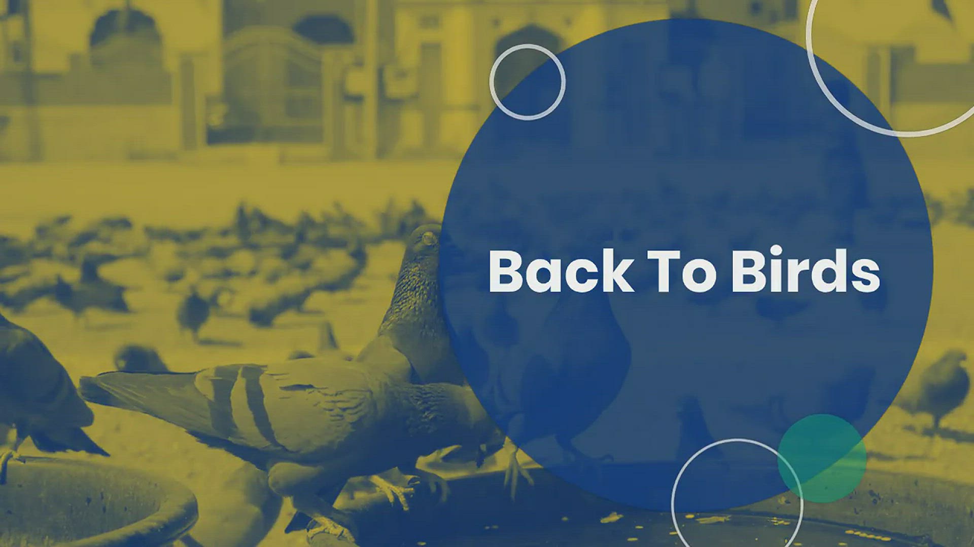 Video thumbnail for Intro Video - Backtobirds