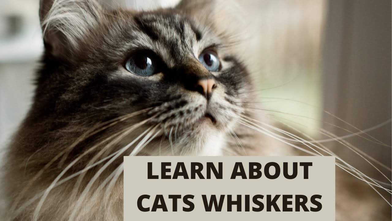 'Video thumbnail for Why Do Cats Have Whiskers? Lets Learn!'