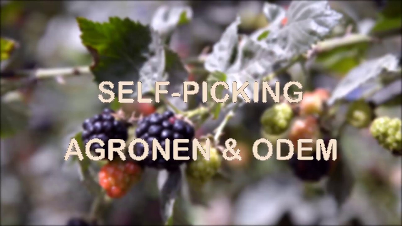 'Video thumbnail for Picking Cherries and Raspberries in Israel'