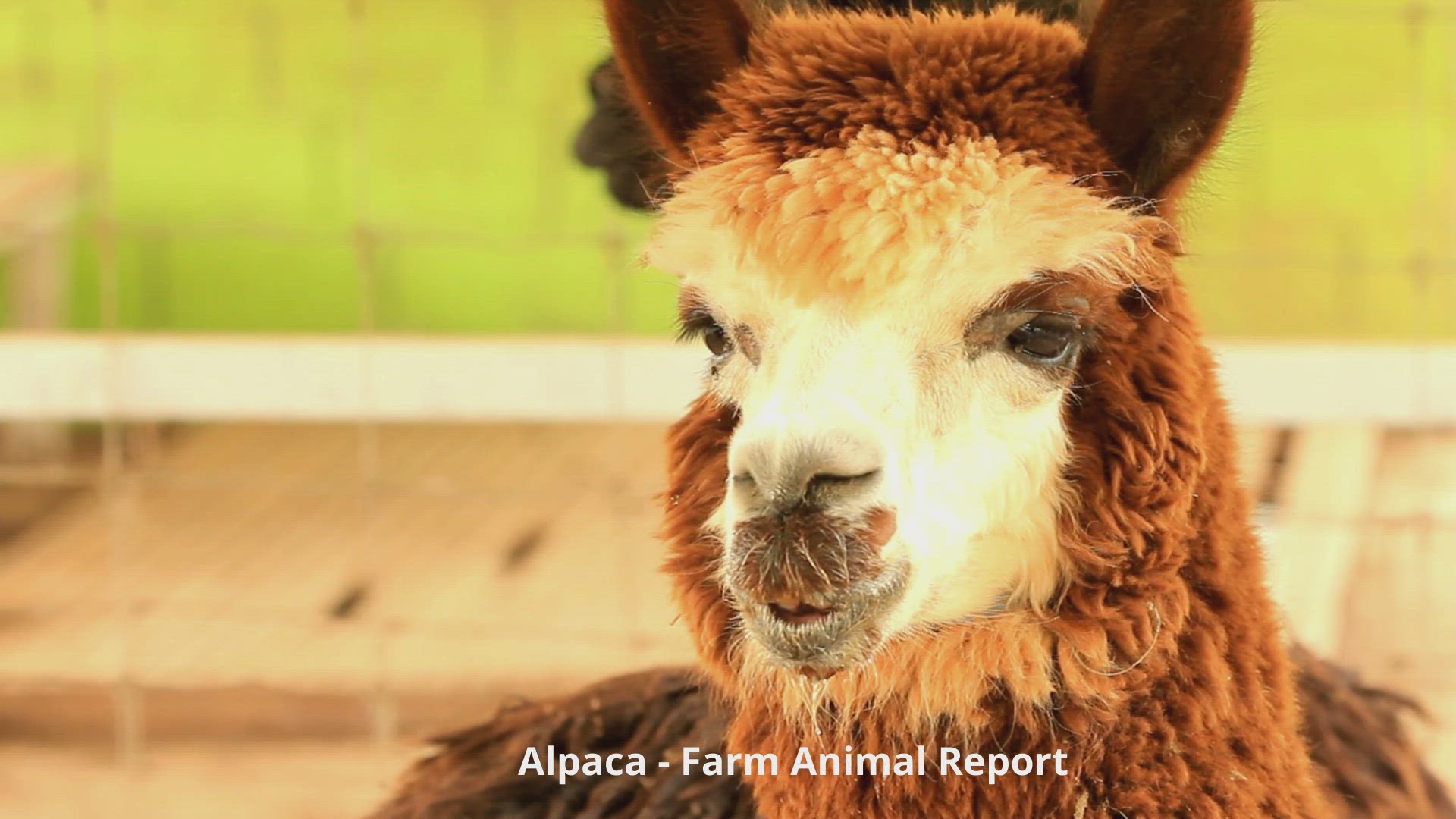 'Video thumbnail for Alpaca Videos'