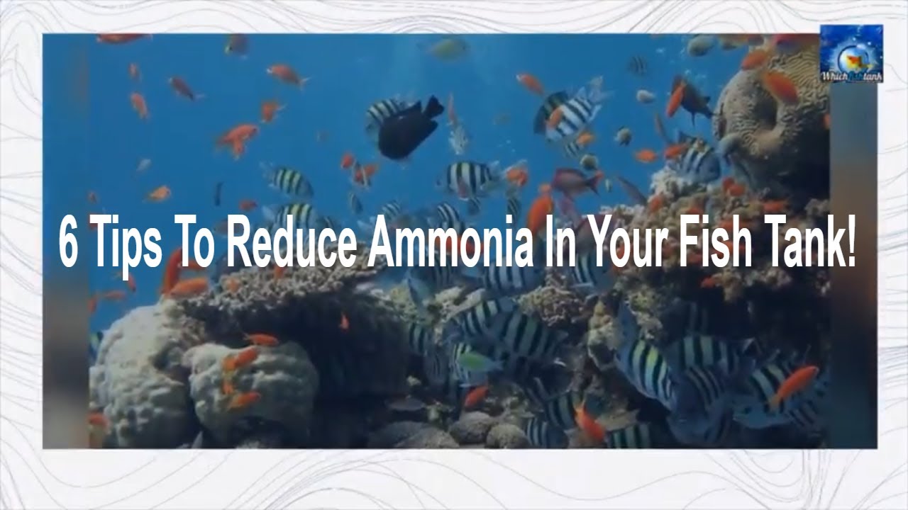 Video thumbnail for 6 Tips to Reduce Ammonia In Your Fish Tank