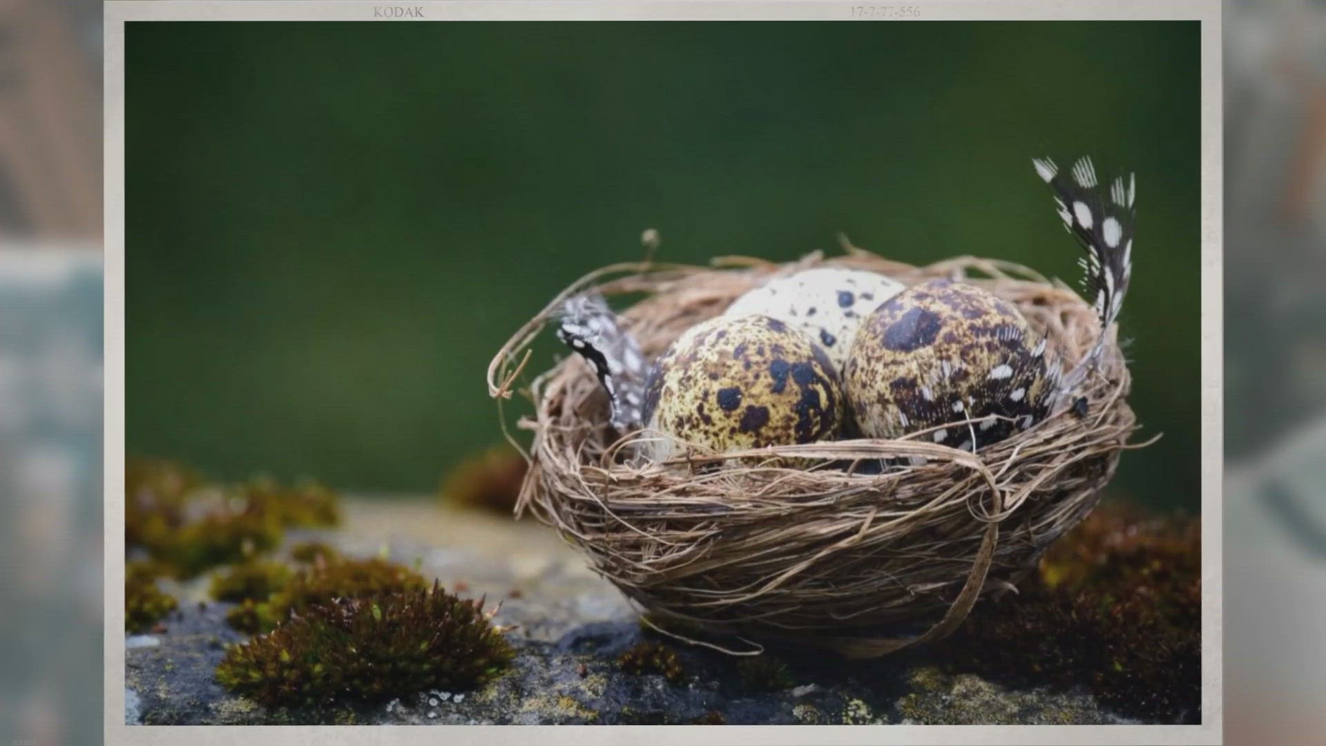 Video thumbnail for When Do Quail Eggs Hatch?