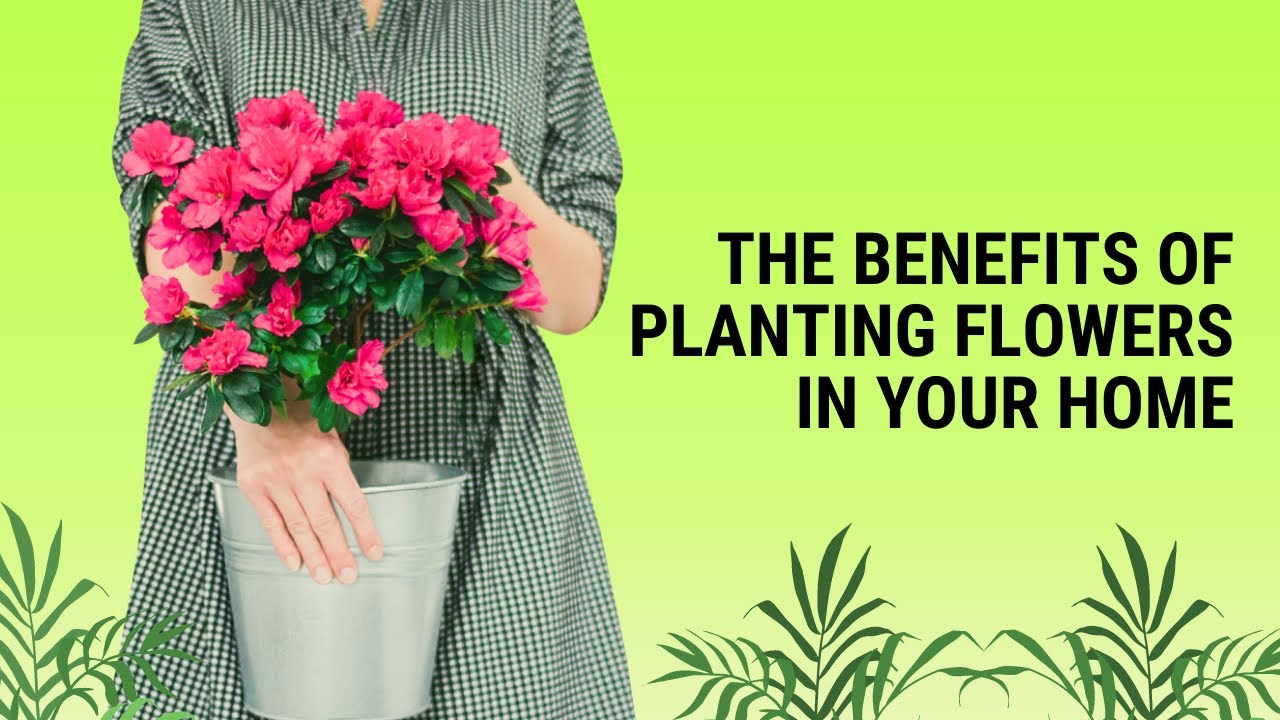 Video thumbnail for The Benefits of Planting Flowers in Your Home
